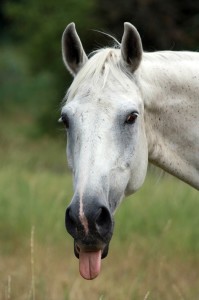 horse-937683_1920